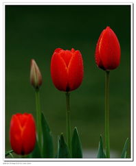 北京圃朗特園藝 科技賦能花卉產業，機械設備引領園藝新潮流