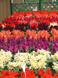 陜西華凌園林景觀工程 匠心筑就花卉世界，扮靚城市美好生活